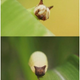 Image for article titled A Caterpillar That People Say Looks Like Hello Kitty
